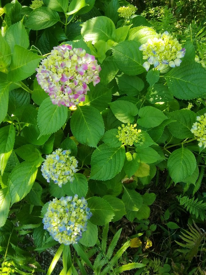 縦一線の紫陽花