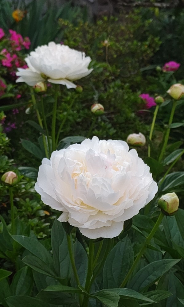 白い花② 芍薬