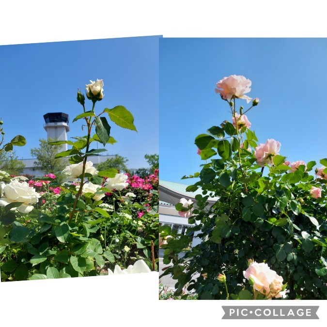 青空と薔薇