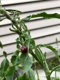 赤いてんとう虫🐞