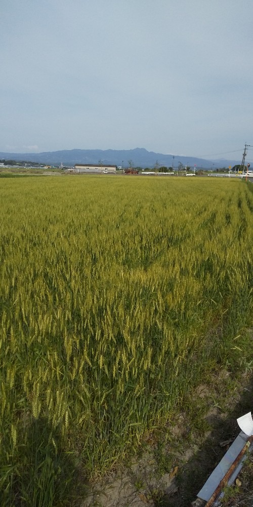 熊本の菊池に初夏の香り