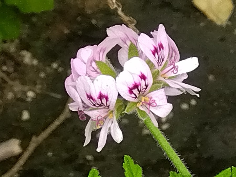 カレンソウ（蚊連草）の花💗