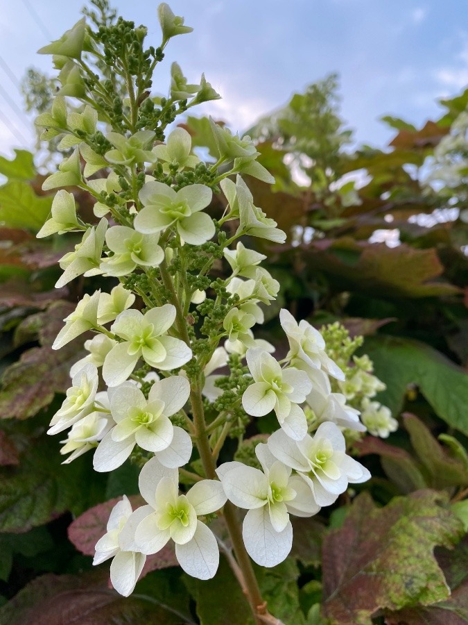 花倶楽部