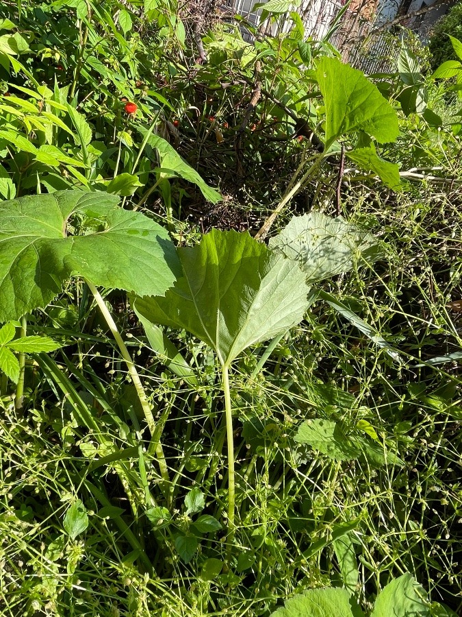 遺してくれたもの