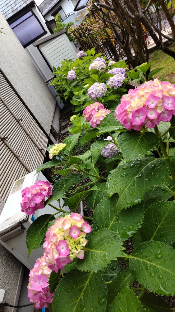 家の紫陽花1