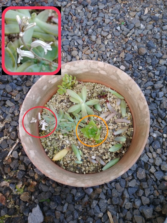 🌱多肉倶楽部🌵🤗　ハオルチアの花😄 ⤴️