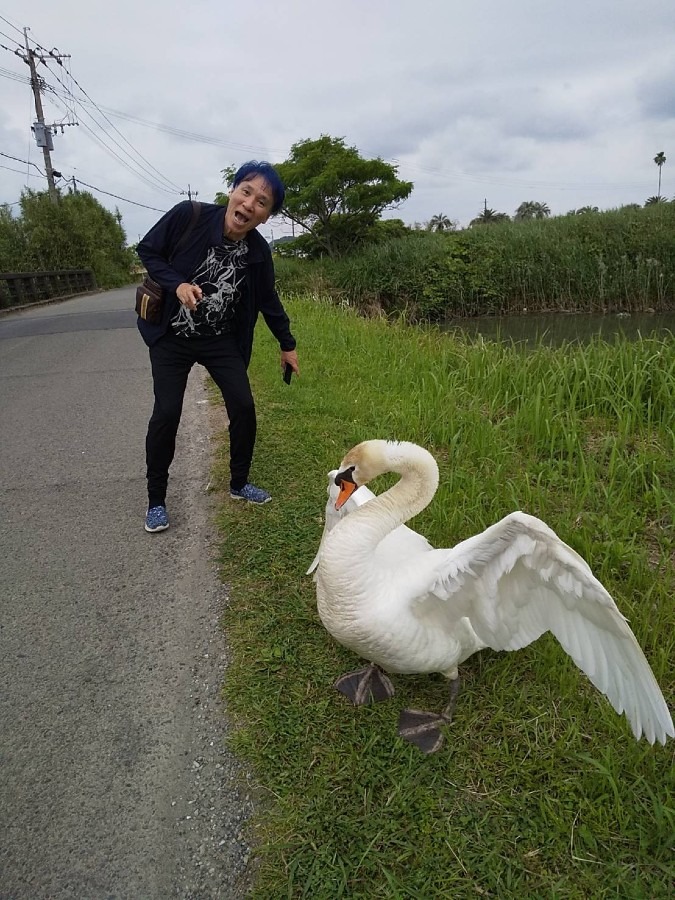 白鳥とボク