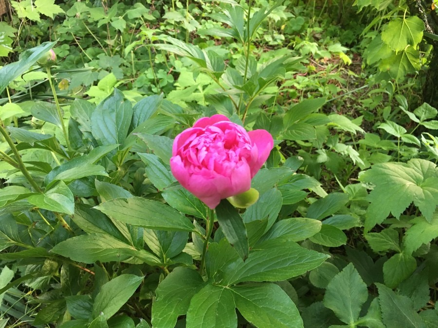 子供の日の祝日。立てば芍薬（シャクヤク）。芍薬の花が咲きました。