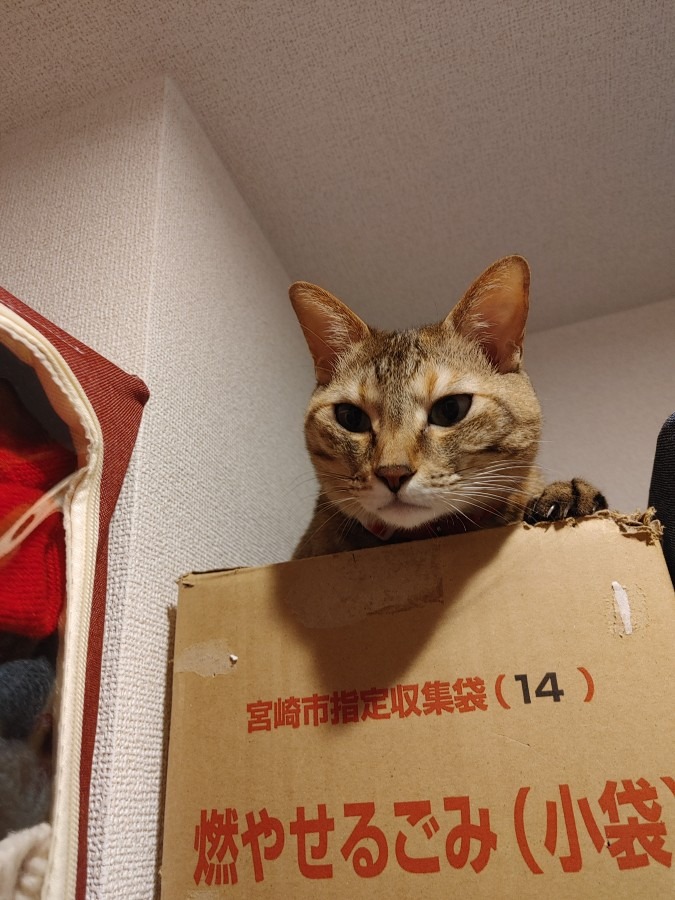 今夜🌃のルルしゃん🐱