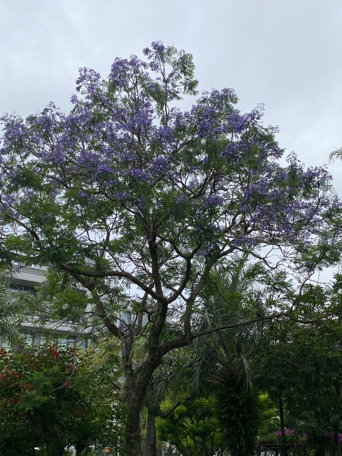 ここにもジャカランダの花が♡