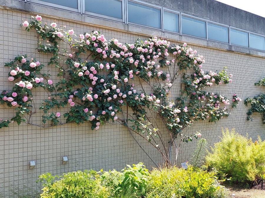 ときわ公園の薔薇