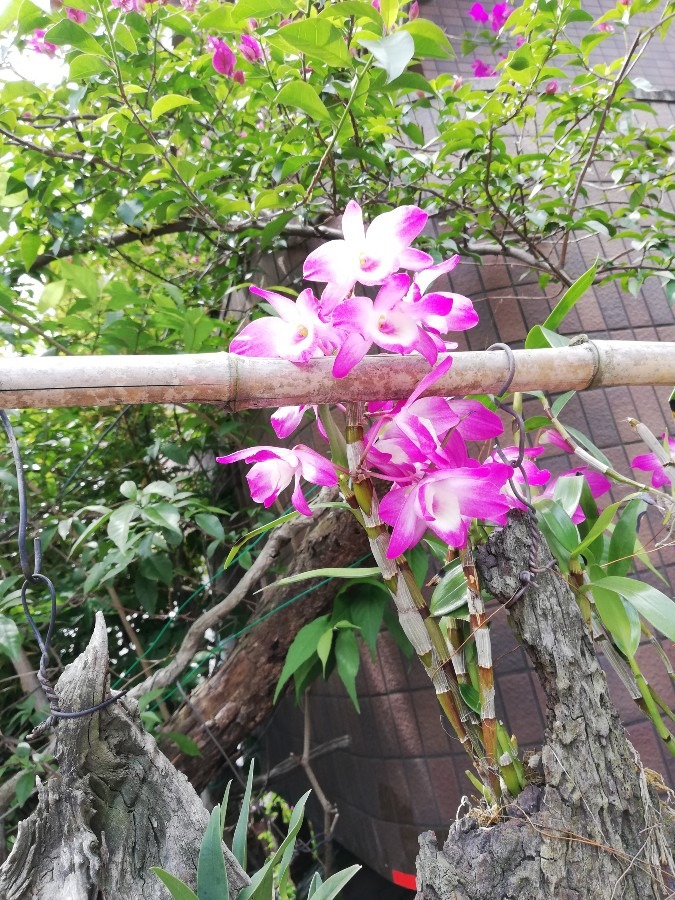 きれいな花🥀☘️