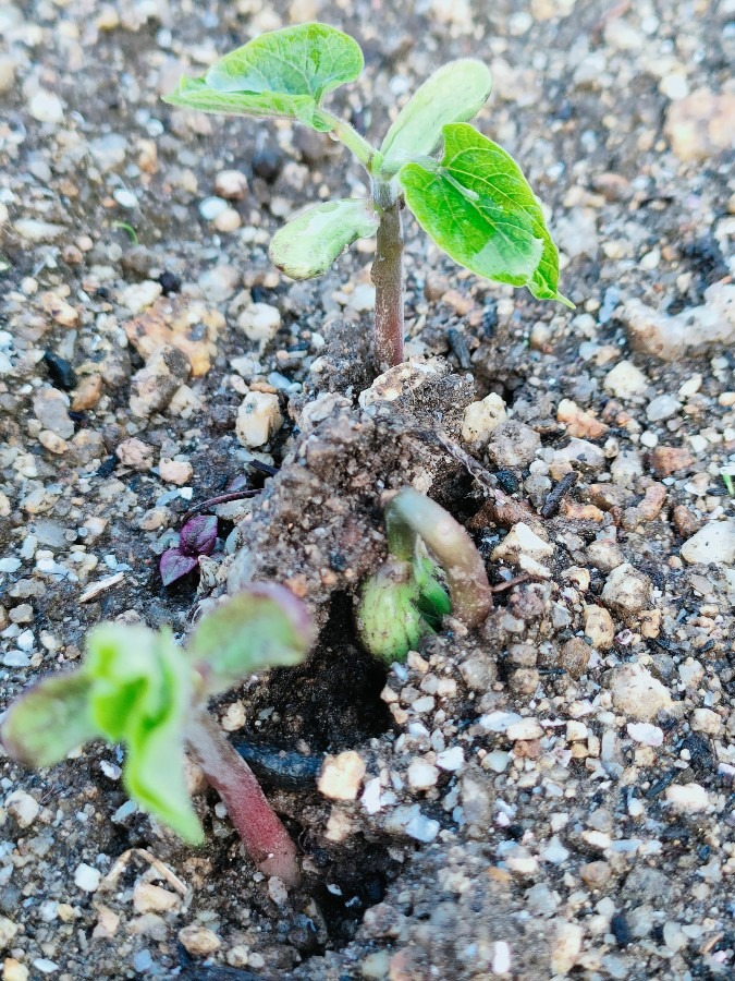 芽が出ました🌿