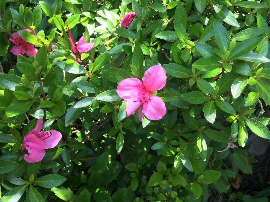 立夏の今日。サツキの花が咲き始めました。