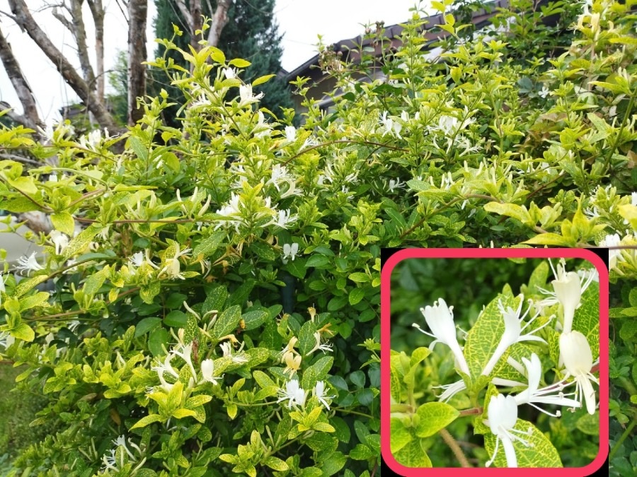 花倶楽部🌼　家の花達🤗【スイカズラ斑入り】