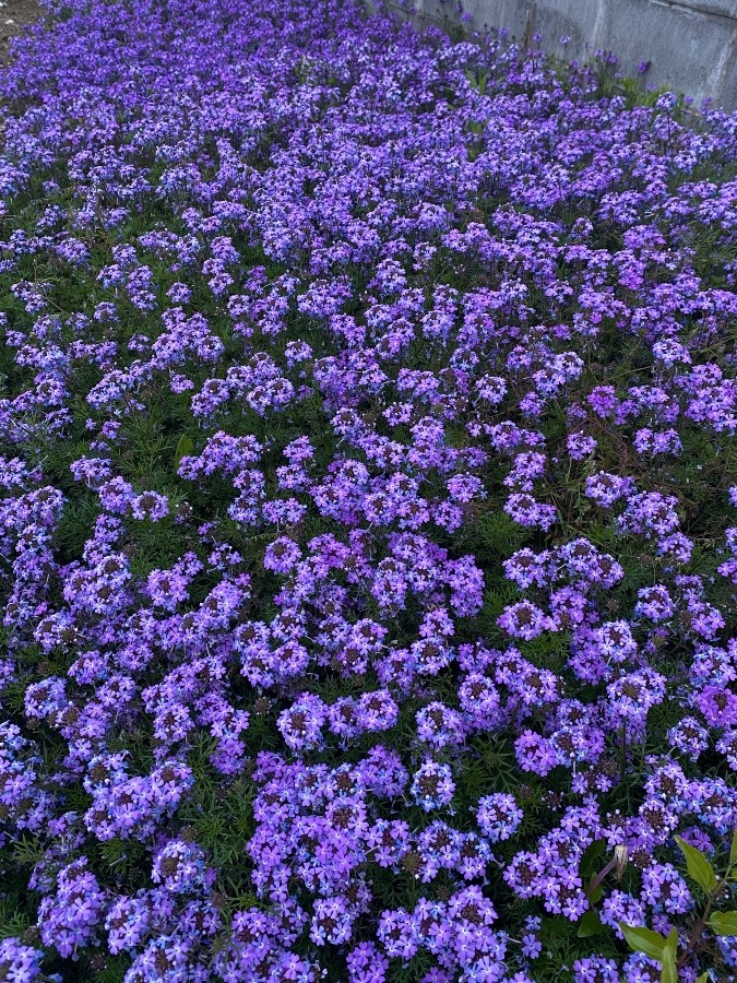 花倶楽部