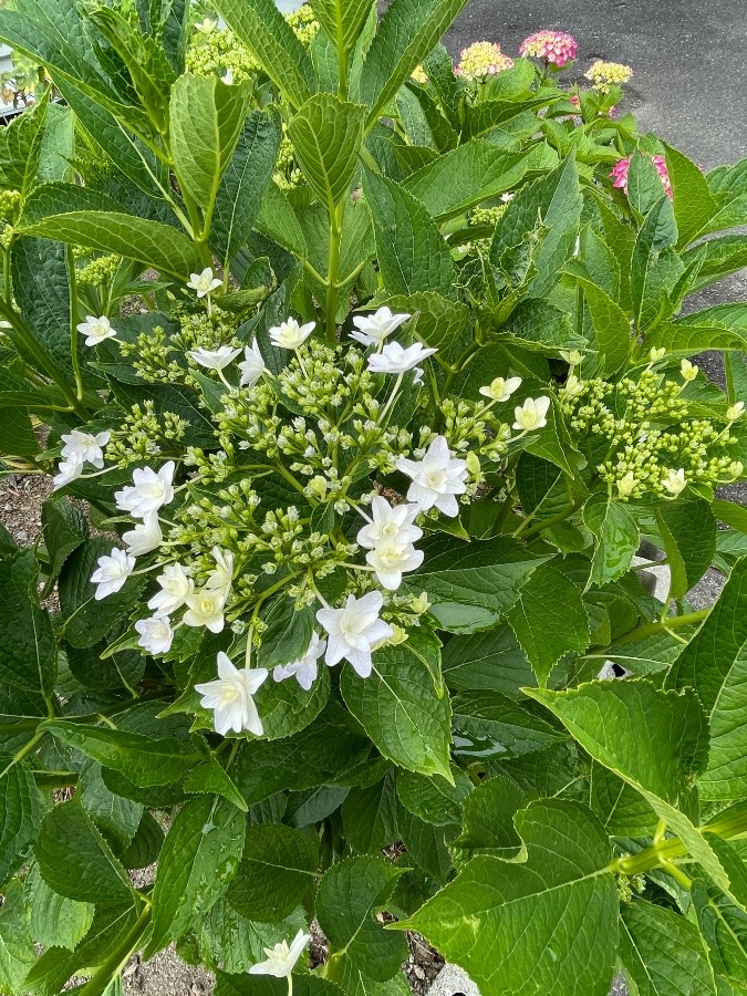 紫陽花の季節🌸