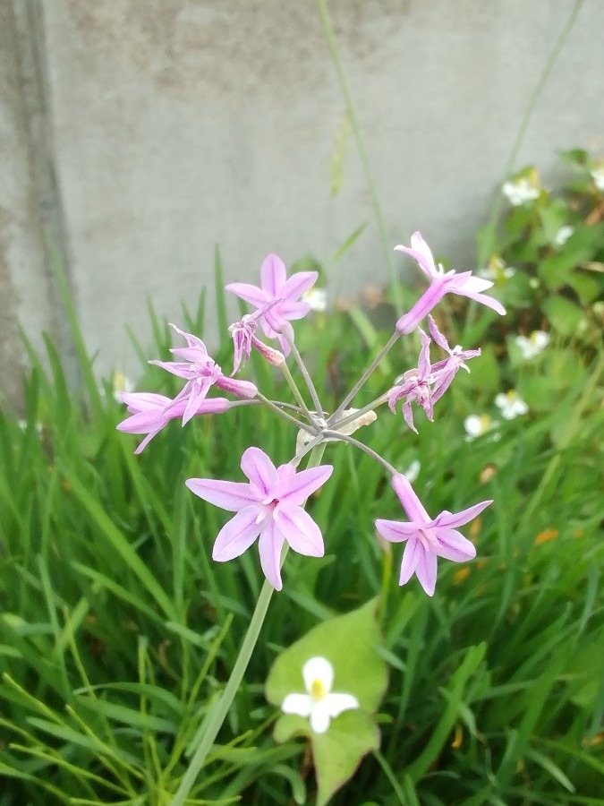 ピンクの小花