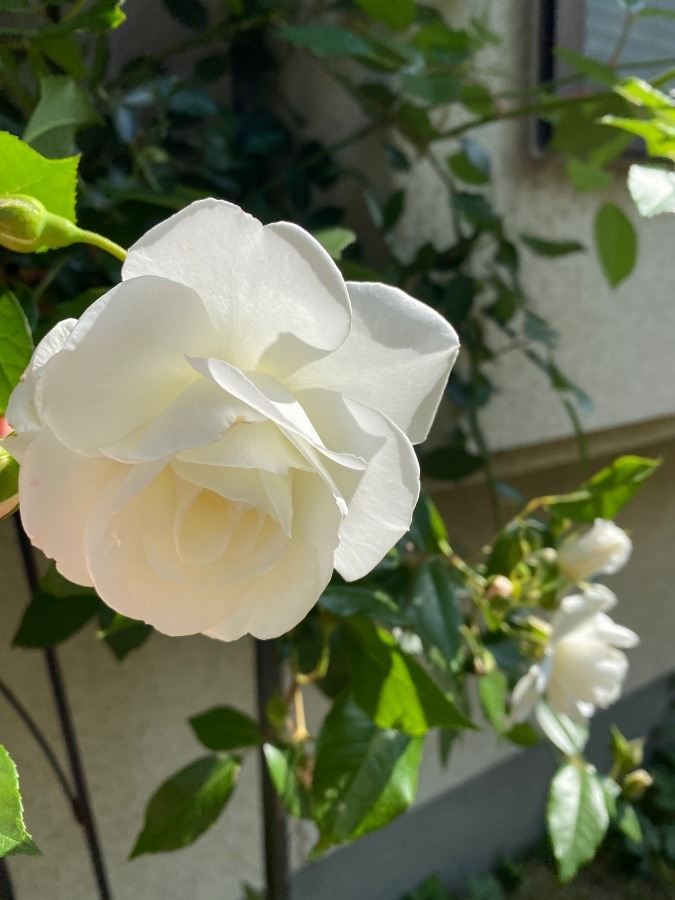 ＃花倶楽部