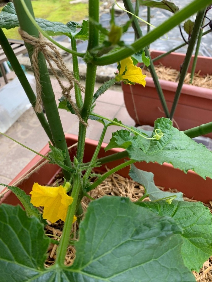 家庭菜園(定植から一か月)