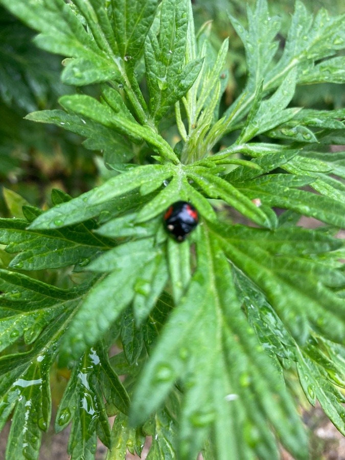 雨の滴てんとう虫🐞