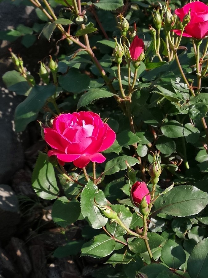 野獣の城　薔薇