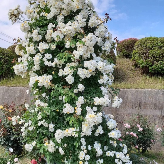 3  宇部空港  薔薇園