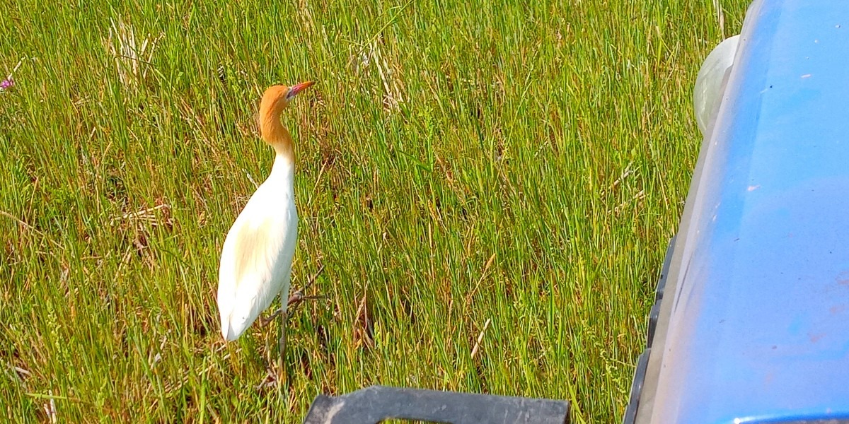 お邪魔な鳥🐥（1）