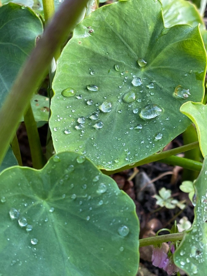 雨露