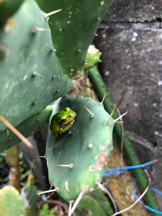 我が家のカエル