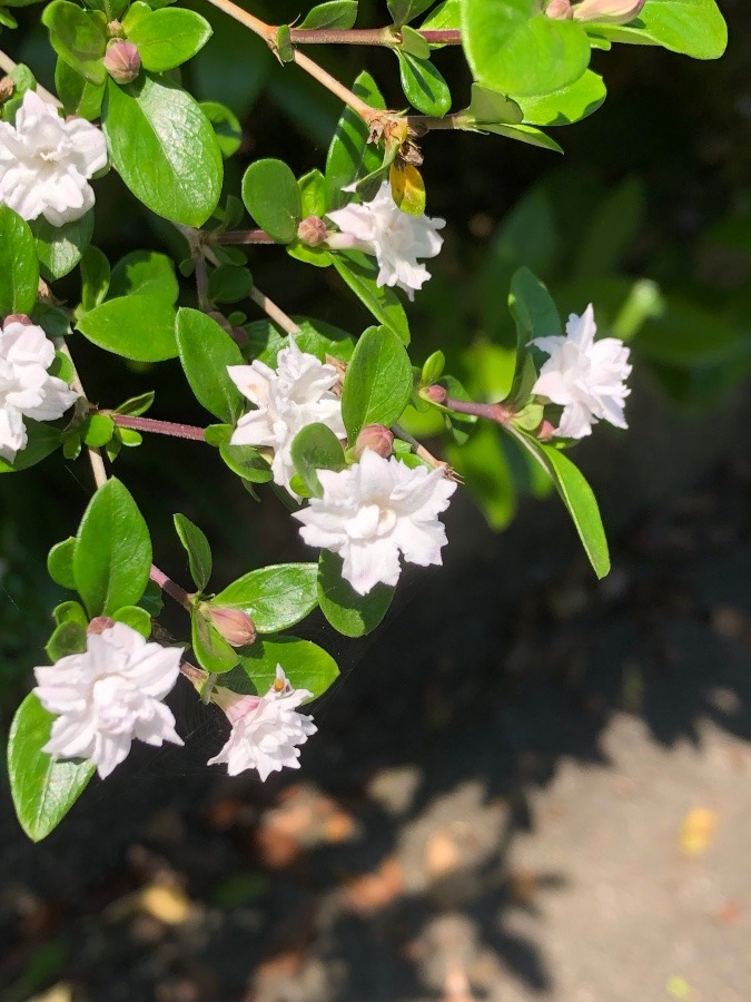 ハクチョウゲのお花