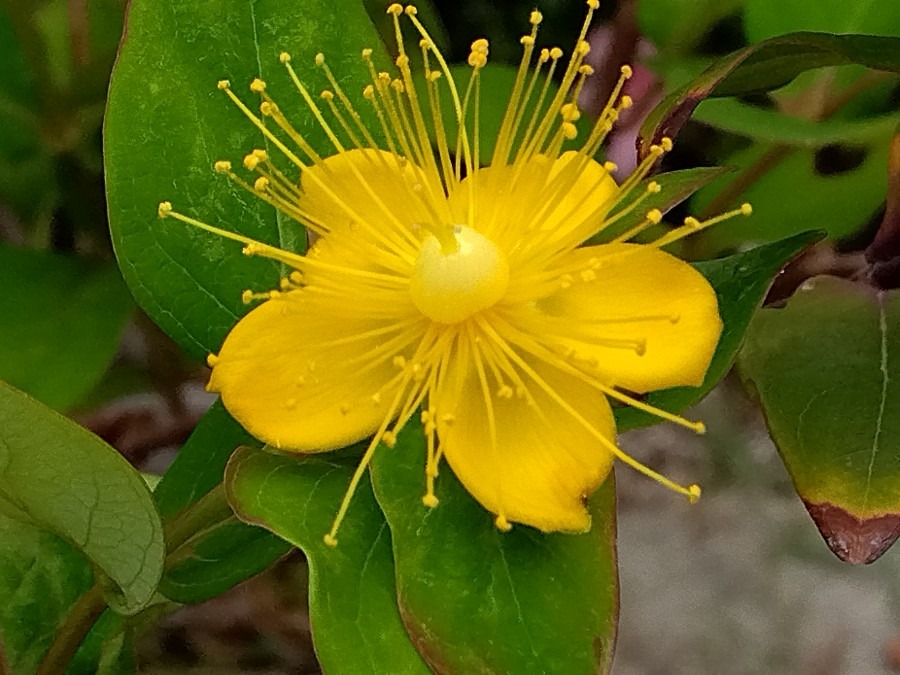 小さくて華やかな花✨