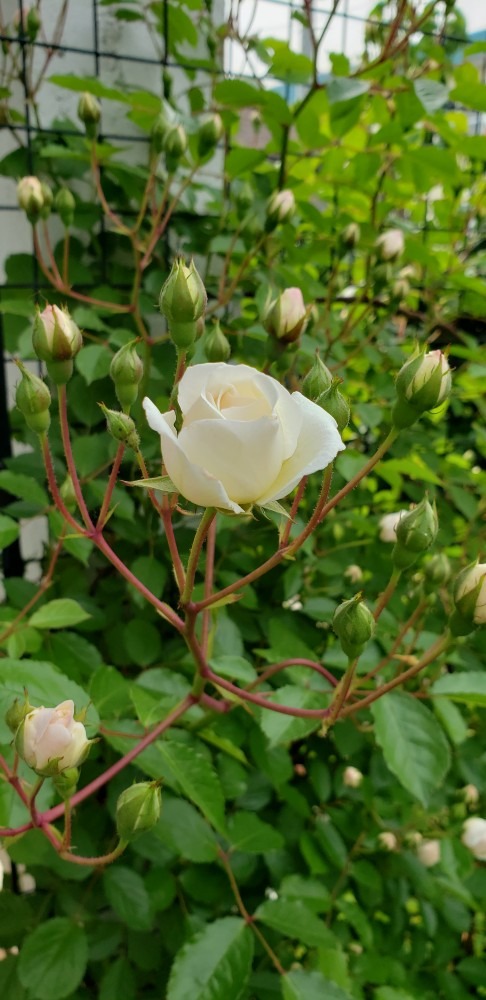 今日の薔薇