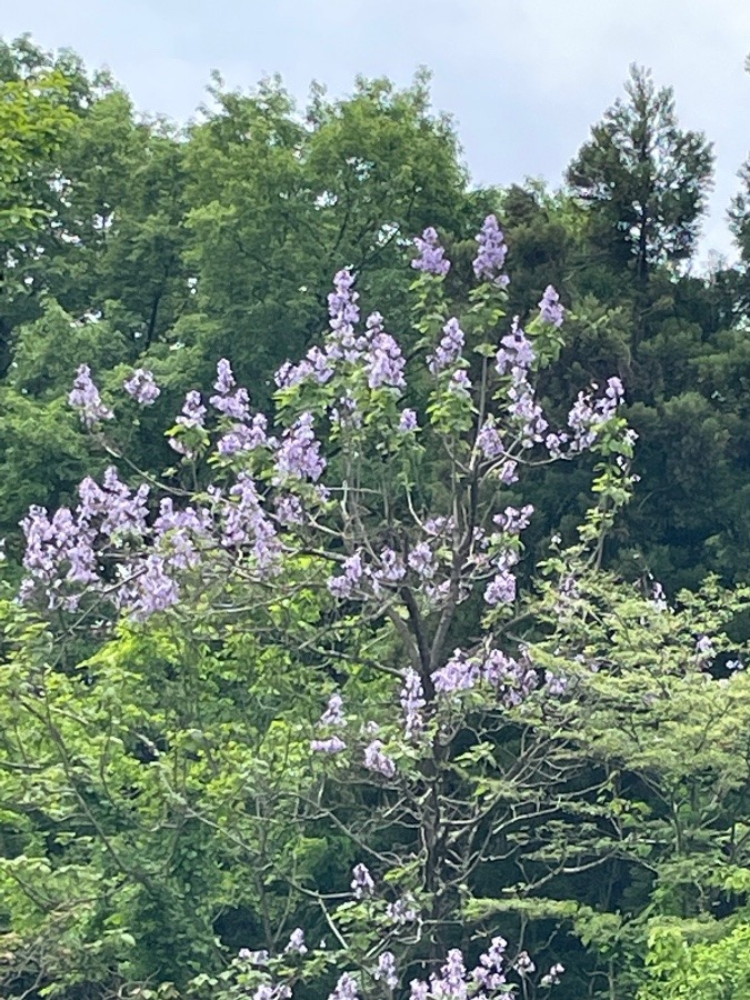 藤の花？