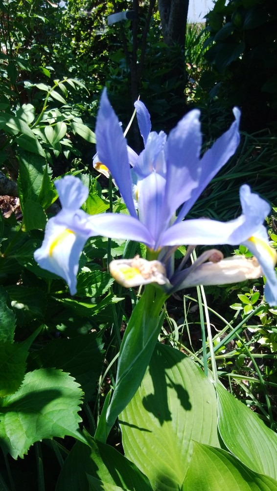 オシャレな、ステキな、お花です！