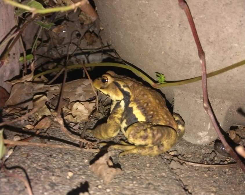 🐸カエル