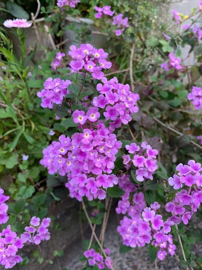 ＃花大好き　紫の花