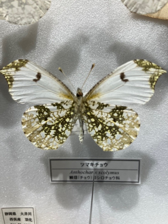 ふじのくに地球環境史ミュージアムにて蝶と蛾の標本を見た中の綺麗と言うか美しいと言うか・素晴らしい標本でした。