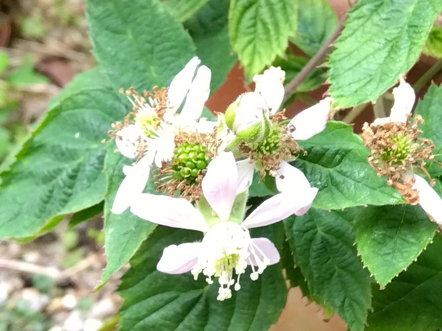 ブラックベリーの花が咲いた✨