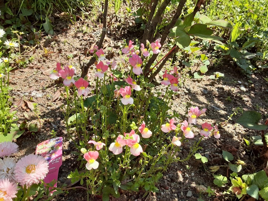 花倶楽部