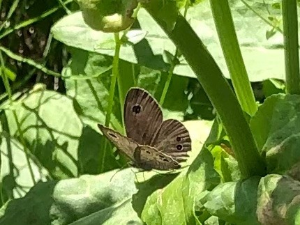 🦋上手く撮れた🦋