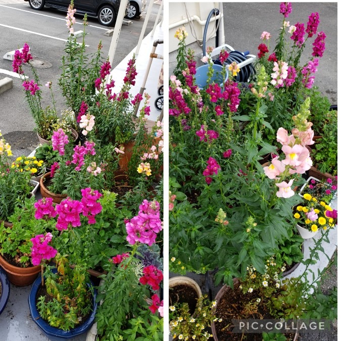 🌼上野さんちの代弁者🌼