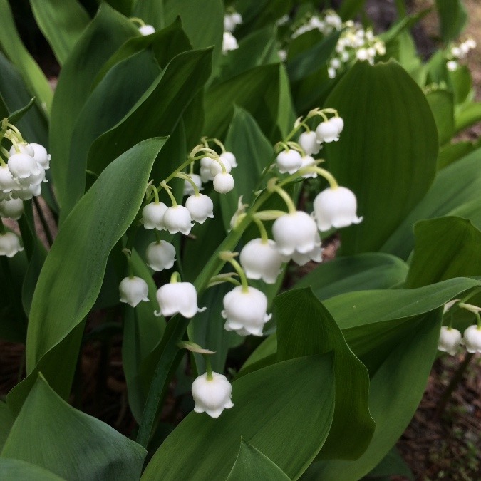 大好きな花