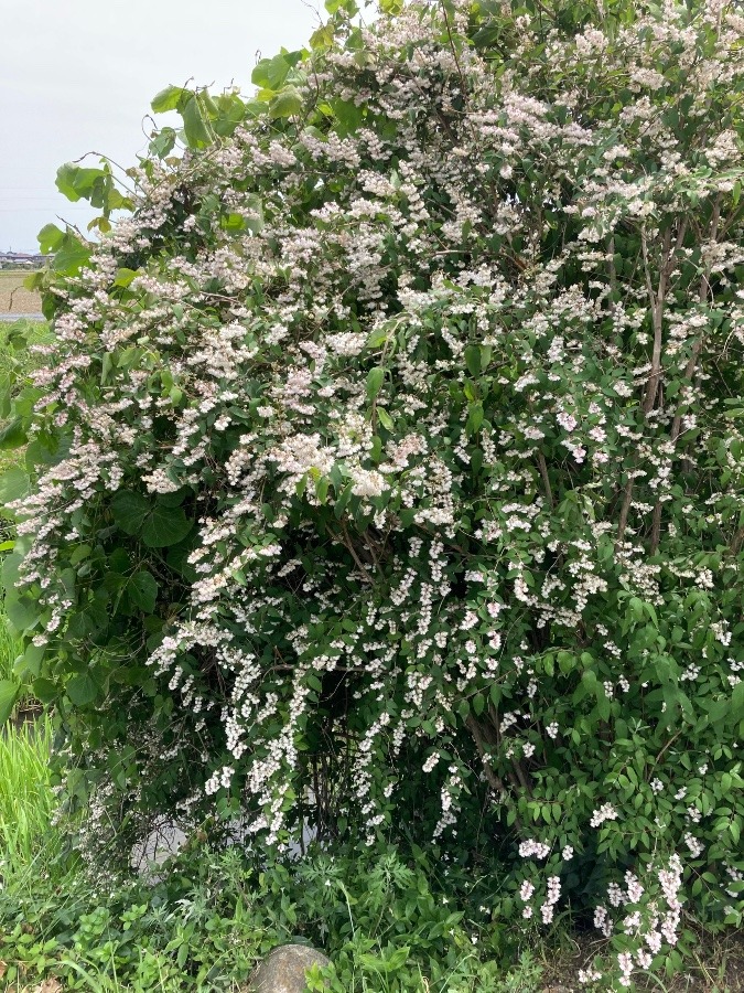 孫と散歩中に見つけた花❣️