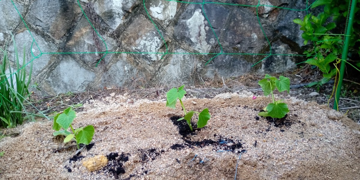 植え付けました😃（3）