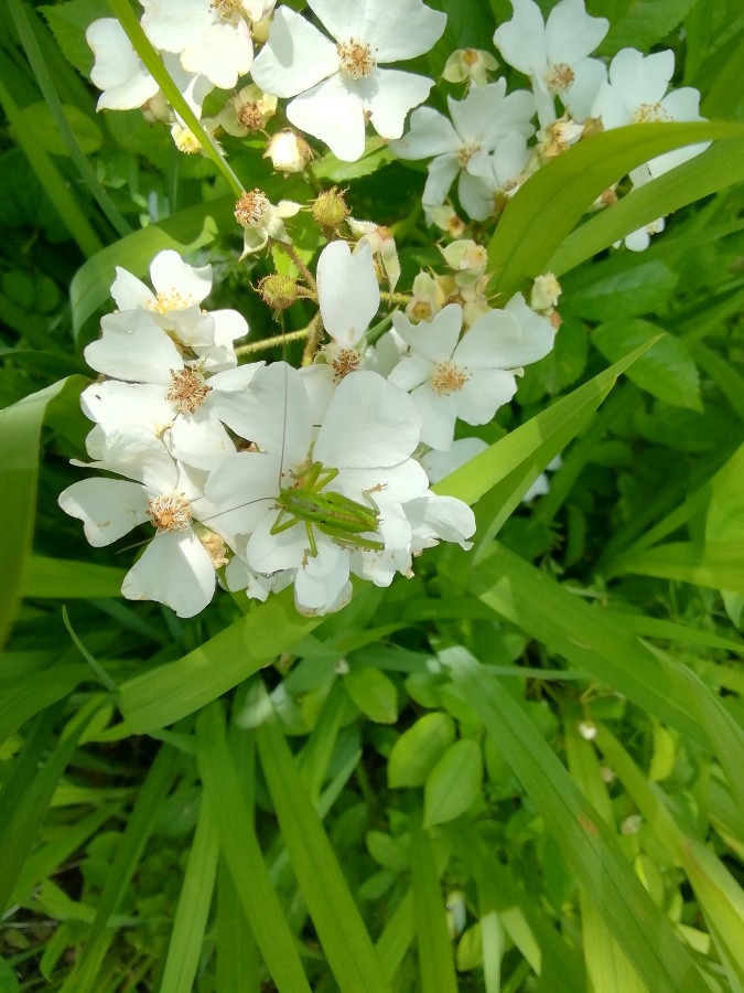 野薔薇と虫