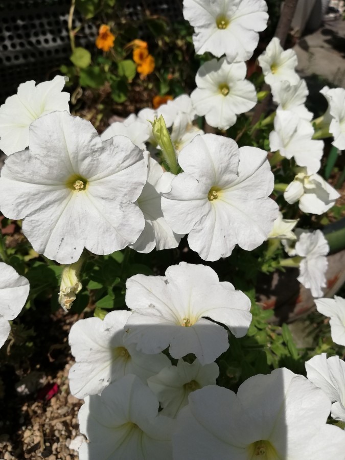 ハナ💐白い花🌼