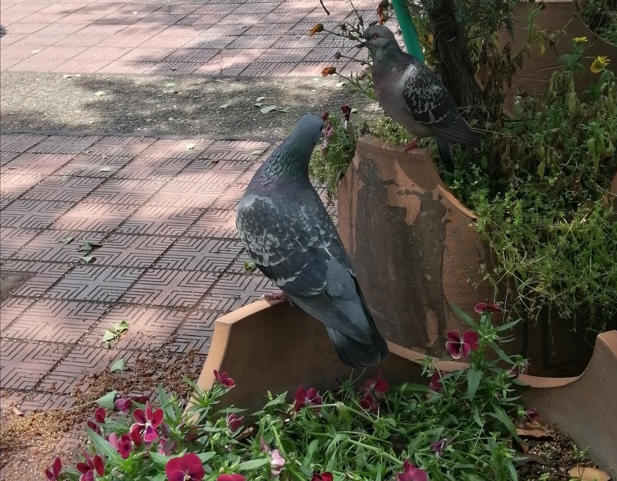 オブジェの様な鳩