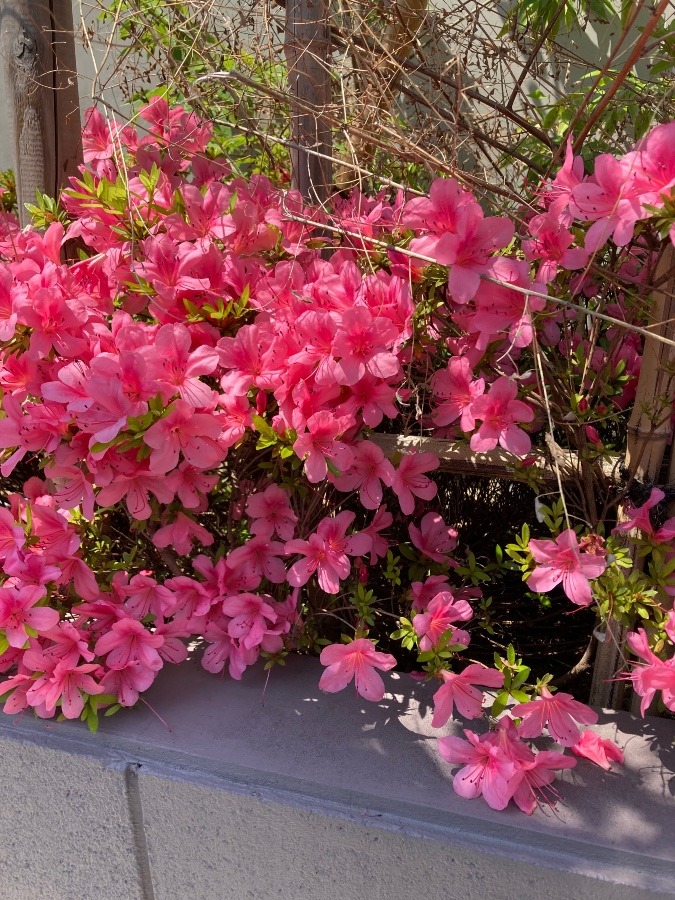 綺麗な花❣️