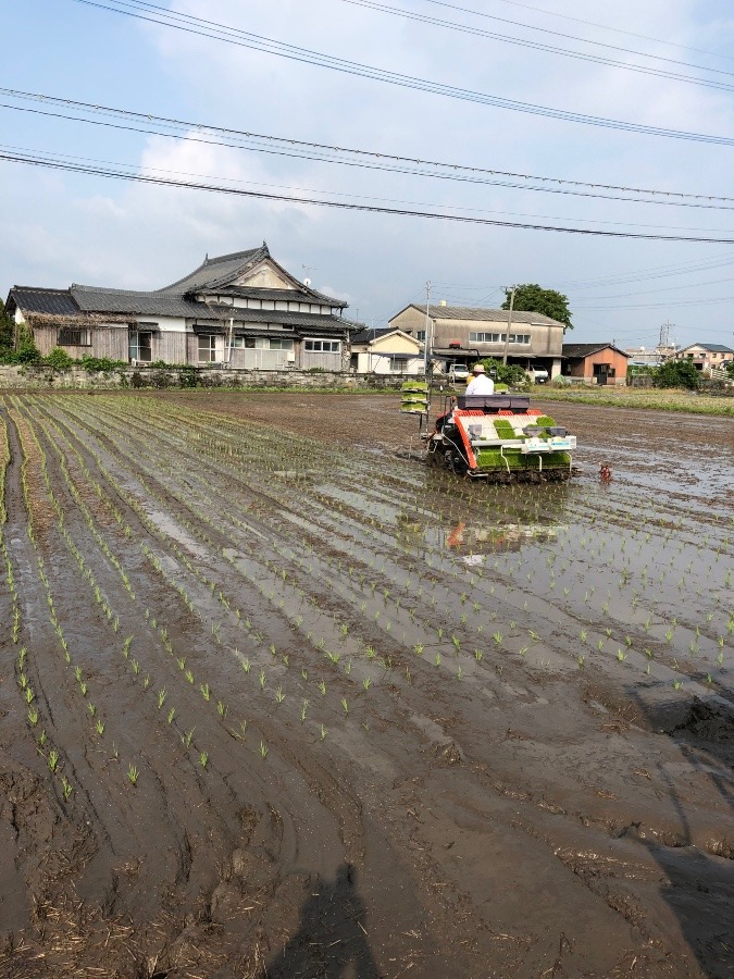 田植え
